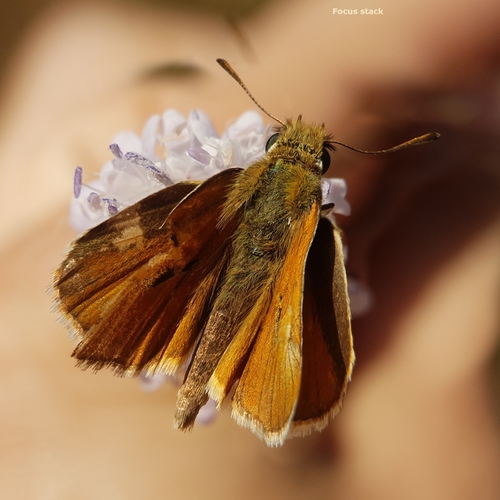 Levantine Skipper