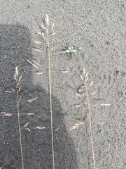 Poa alpigena