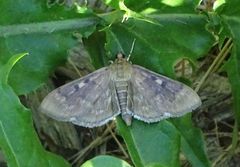 Herpetogramma sphingealis