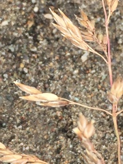 Poa alpigena