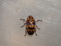 Cryptocephalus castaneus