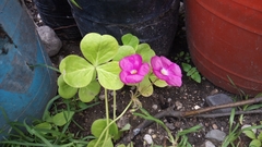 Oxalis bowiei