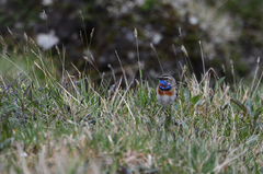 Luscinia svecica svecica