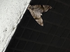 Acosmeryx pseudonaga