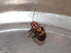 Cryptocephalus castaneus