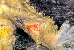 Rhacodactylus leachianus