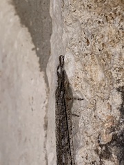 Vella
