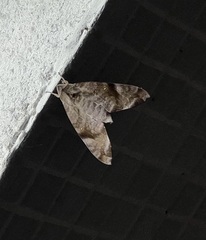 Acosmeryx pseudonaga