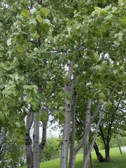 Angiospermae