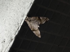 Acosmeryx pseudonaga