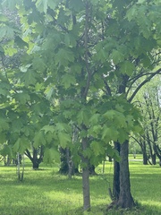 Angiospermae