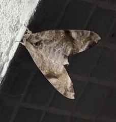 Acosmeryx pseudonaga