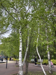 Angiospermae