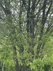 Angiospermae