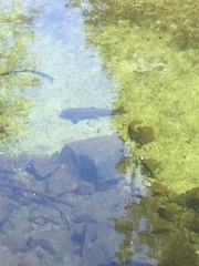 Catostomus occidentalis