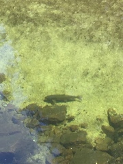 Catostomus occidentalis