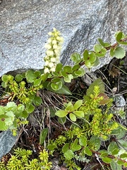 Pseudorchis straminea