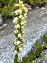Pseudorchis straminea