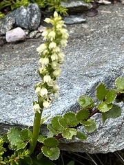 Pseudorchis straminea
