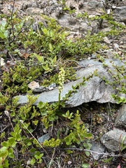 Pseudorchis straminea