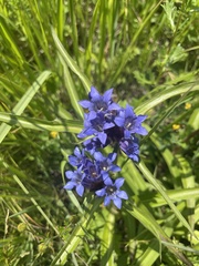 Gentiana dahurica