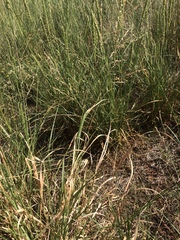 Panicum hallii hallii