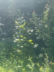 Corylus heterophylla