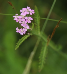 Achillea roseo-alba