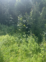 Corylus heterophylla
