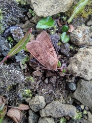 Euxoa ochrogaster