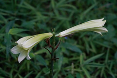 Cardiocrinum cordatum