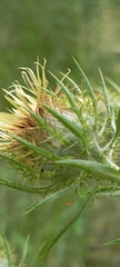 Carlina biebersteinii