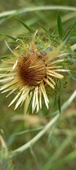 Carlina biebersteinii