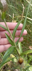 Carlina biebersteinii