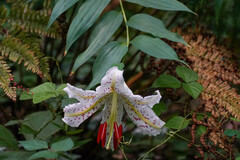 Lilium auratum