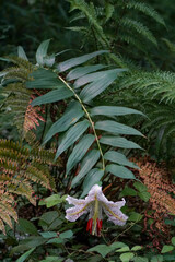 Lilium auratum