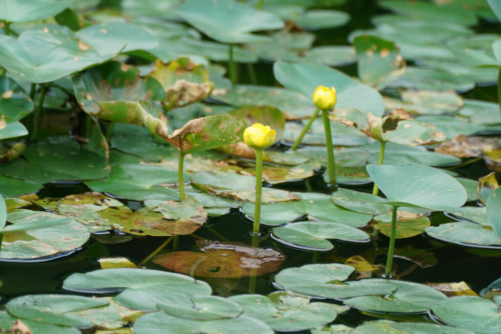 Nuphar subintegerrima