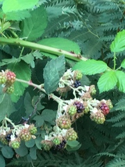 Candicantes