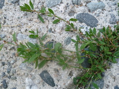 Polygonum buxiforme