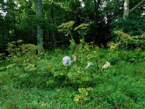 American Cow-parsnip fruiting
