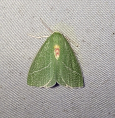 Chlorosea banksaria