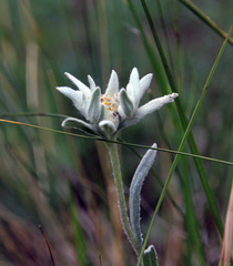 Leontopodium leontopodioides