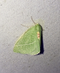 Chlorosea banksaria