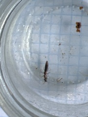 Xantholinus tricolor