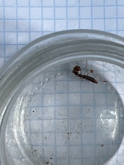 Xantholinus tricolor