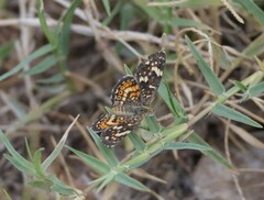 Phyciodes picta