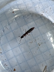 Xantholinus tricolor