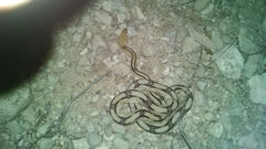 Bogertophis subocularis subocularis