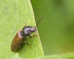Hemicrepidius decoloratus
