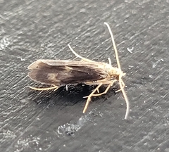 Neureclipsis bimaculata